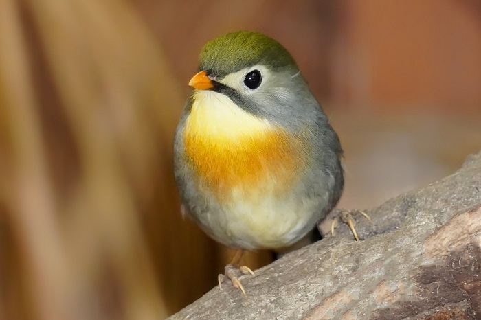 Vögel in China