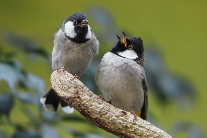 Vögel Indien 