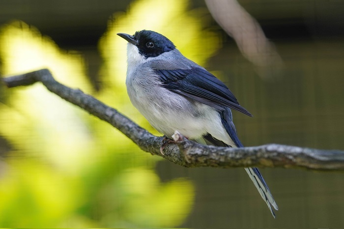 Vogelarten Südostasien