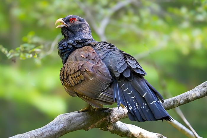 Auerhuhn Bilder
