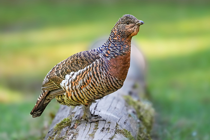 Auerhuhn Weibchen