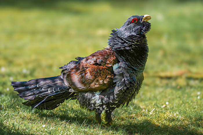 balzender Auerhahn