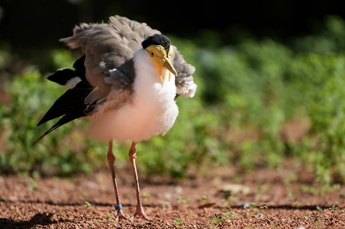Australien Vögel