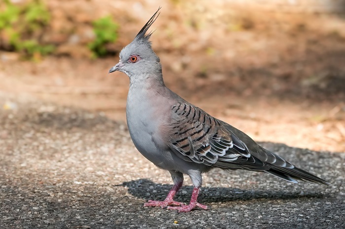 Australien Vögel