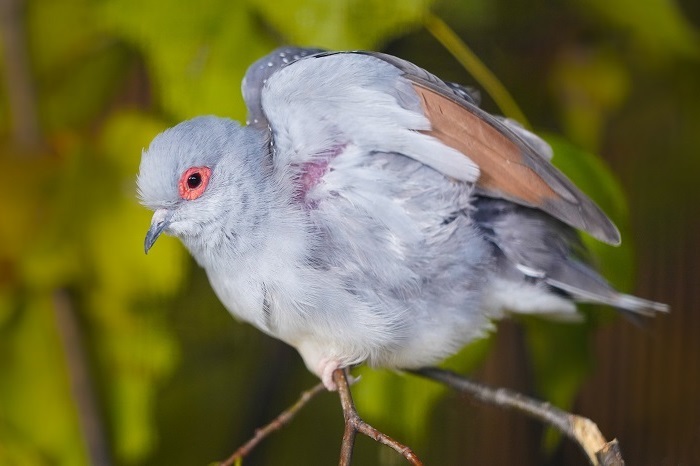 Australische Vögel