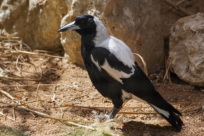 Vögel Australien