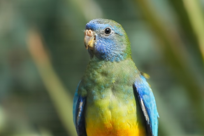 Vögel Australien