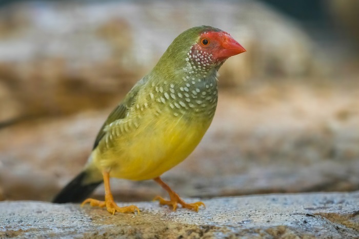 Vogelarten Australien
