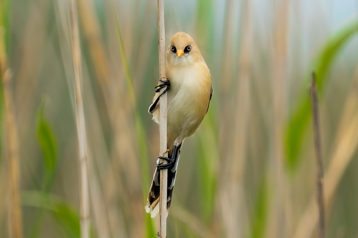 Bartmeise Jungvogel