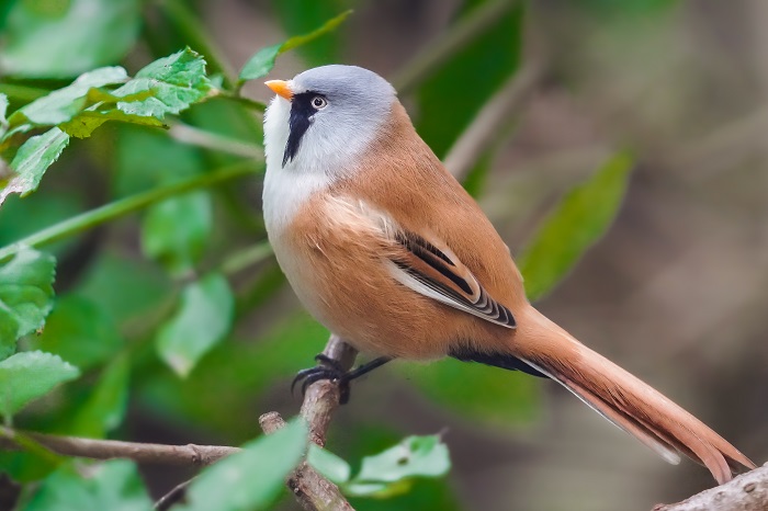 Vogelarten an der Nordsee Vögel 
