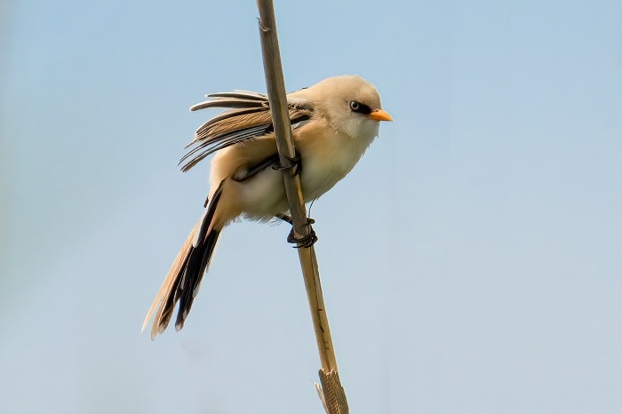 Bartmeisen Männchen