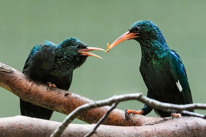 Baumhopf Grüner Baumhopf