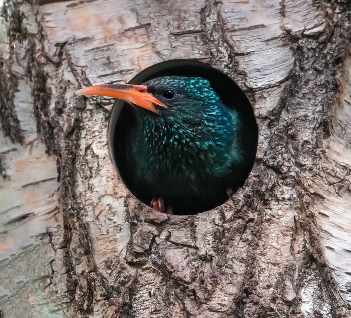 Grünbaumhopf Grüner Baumhopf