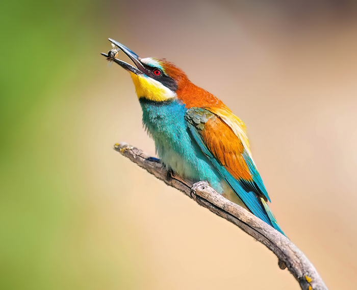 Bienenfresser fotografieren Deutschland