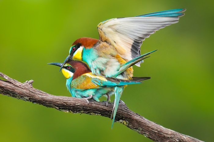 Bienenfresser fotografieren