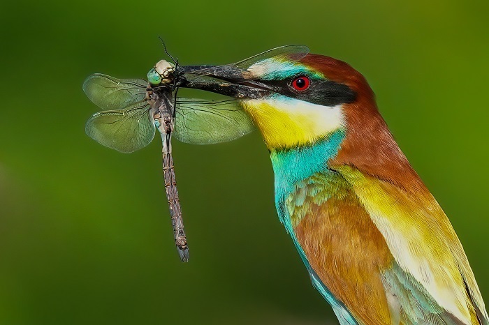 Bienenfresser fotografieren