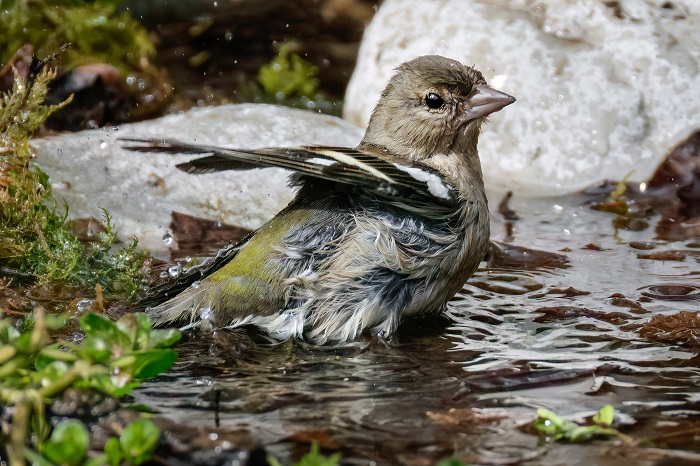 Birdsparadise Gleißental