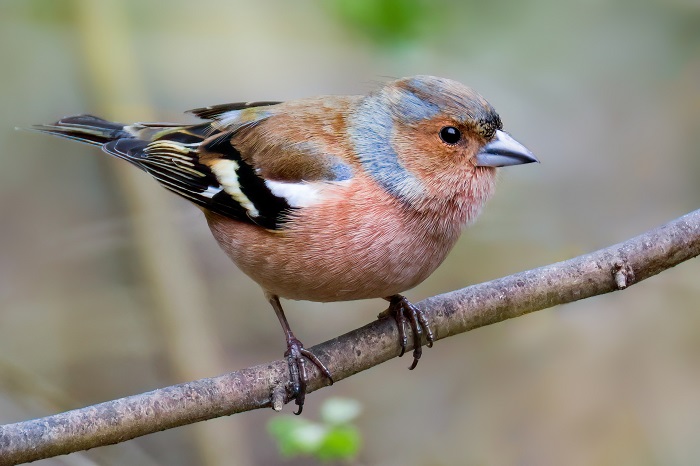 Birdsparadise Bayern Vogelarten