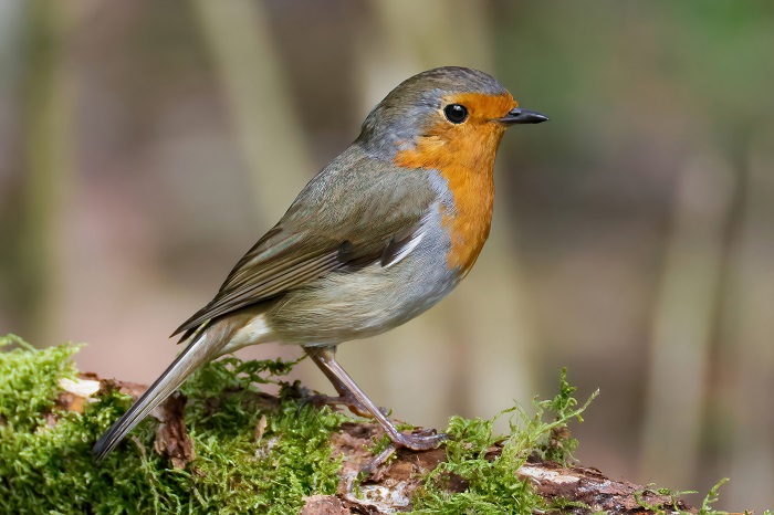 Vogel Fotoansitzhütte mieten