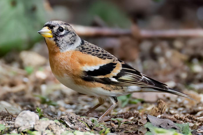 Vogel Fotografie Ansitzhütte