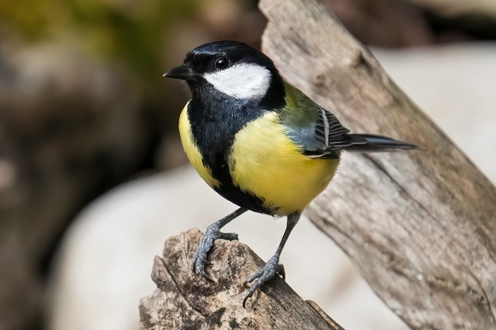 Vogel Fotoversteck mieten