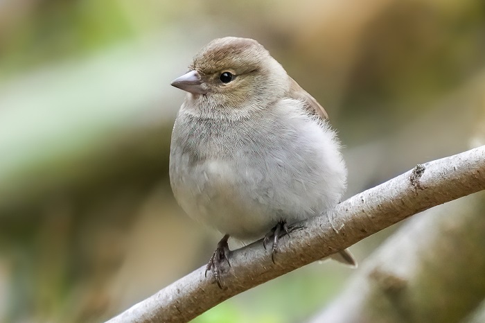 Vogelarten Birdspardise