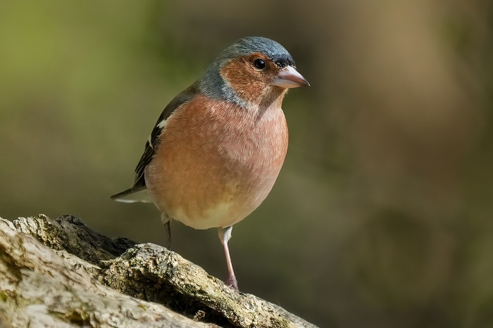 Vogelfoto Ansitzhütte mieten 