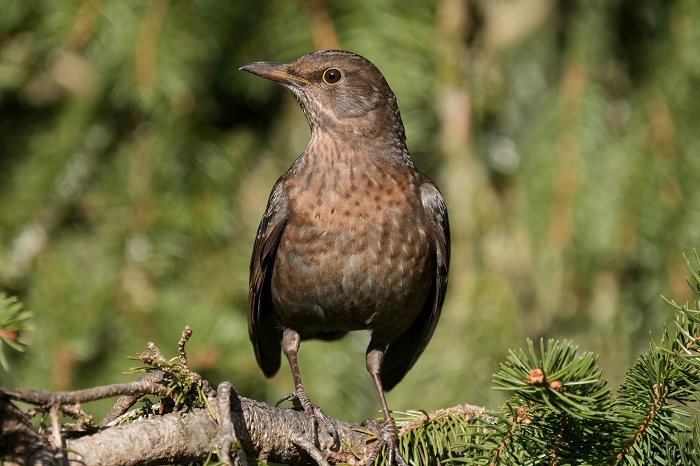 Vogel Fotoversteck