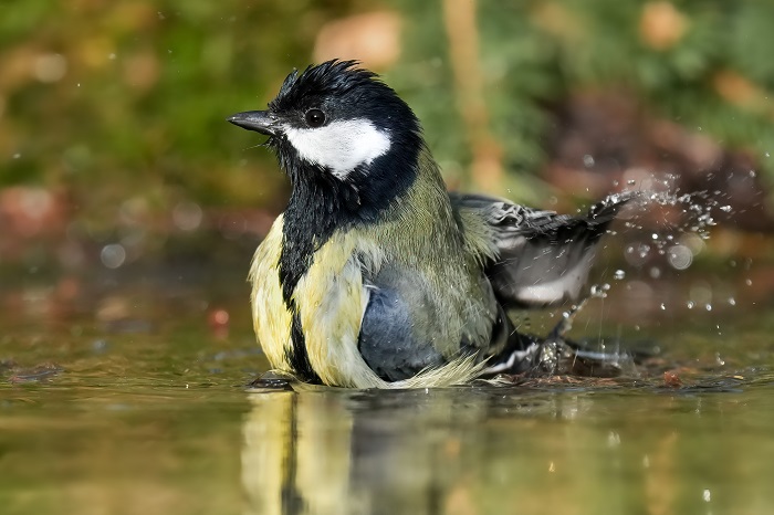 Vogel Fotoversteck