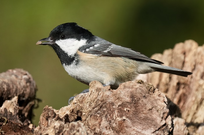 Vogel Fotoversteck