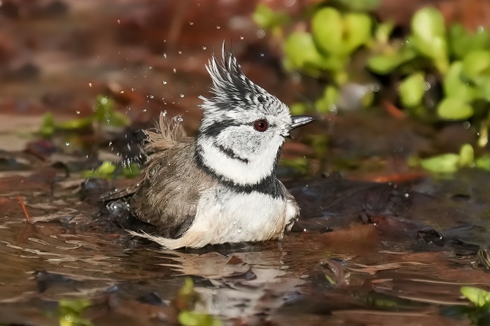 Vogel Fotoversteck