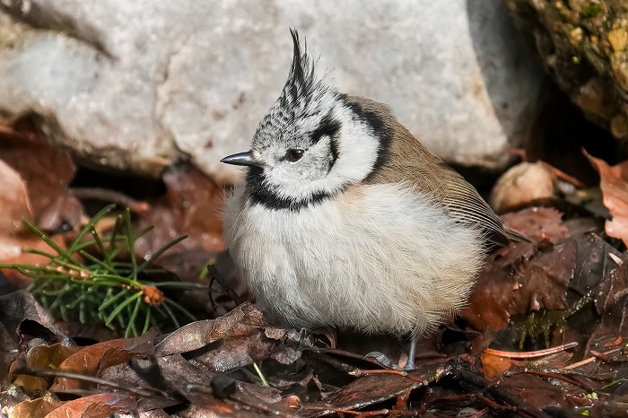 Vogel Fotoversteck