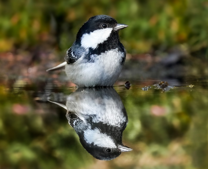 Vogel Fotoversteck