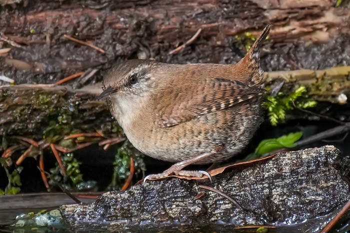 Vogel Fotoversteck