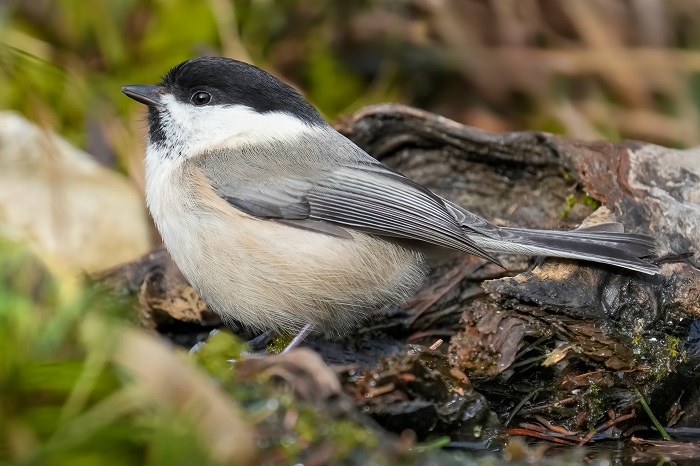 Fotoansitz Vögel