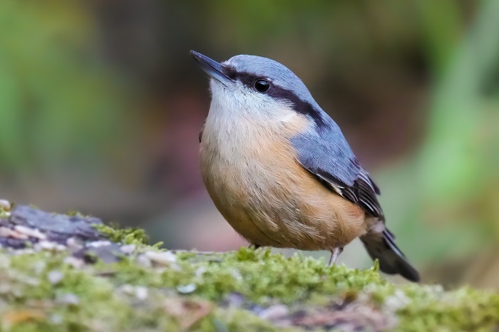 Vogel Fotoversteck
