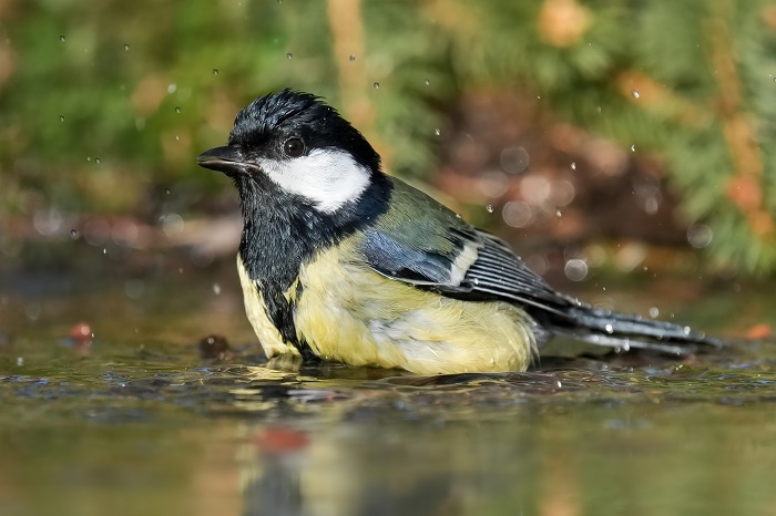 Vogel Fotoversteck