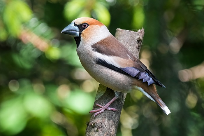Vögel fotografieren