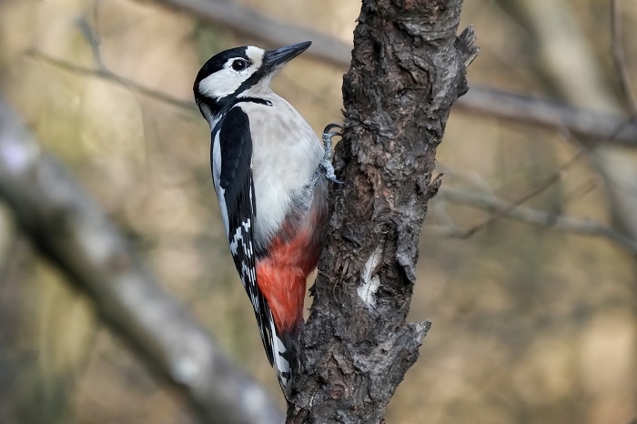 Vogel Fotoversteck