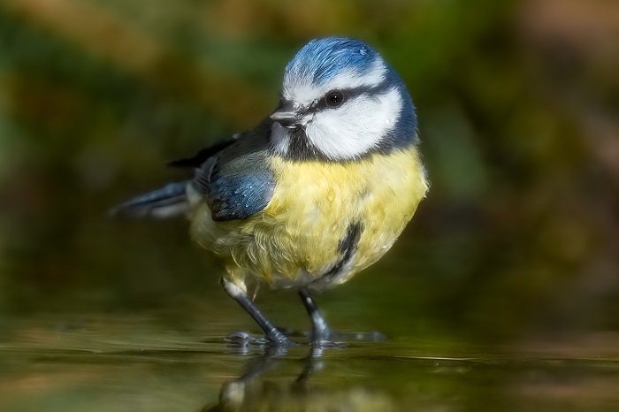 Vogel Fotoversteck