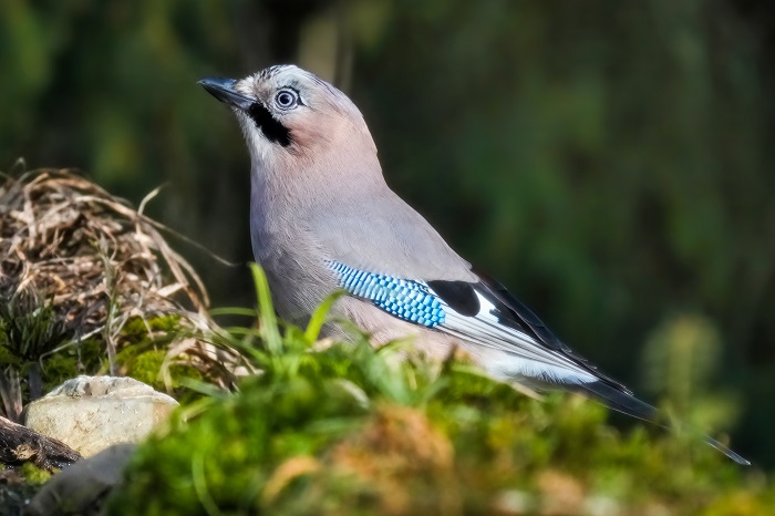 Vogel Fotoversteck