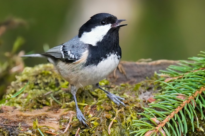 Vogel Fotoversteck