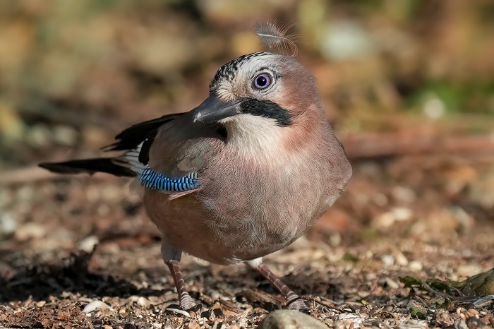 Vogel Fotoversteck