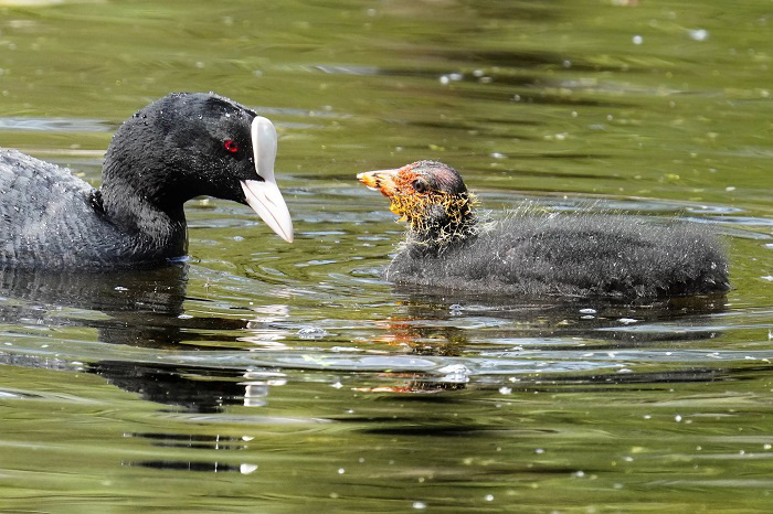 Blässhuhnjungvogel