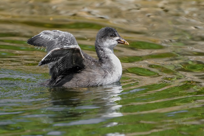 Blässhuhnjungvogel