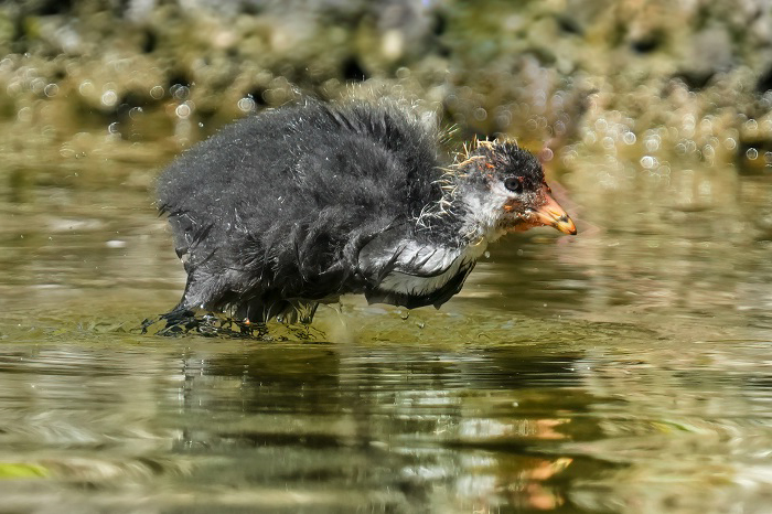 Blässhuhnjungvogel