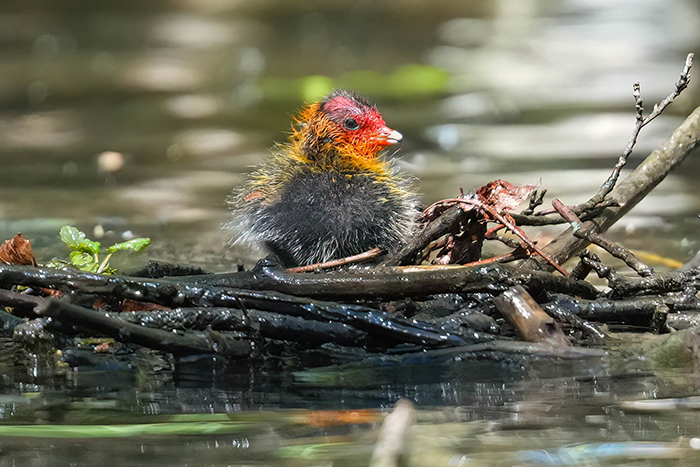 Blässhuhnküken Blässhuhn Jungvogel