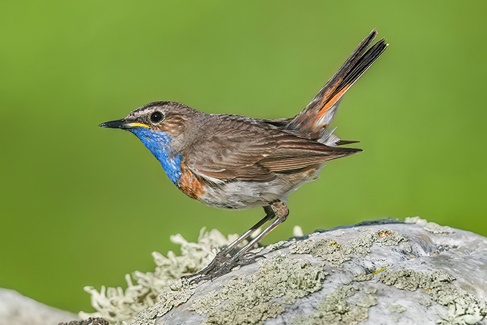 Blaukehlchen