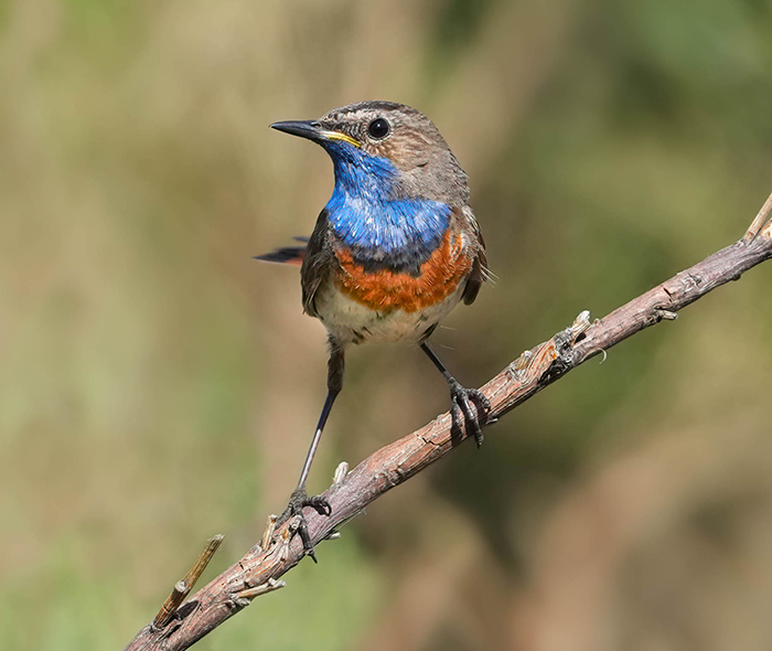 Blaukehlchen