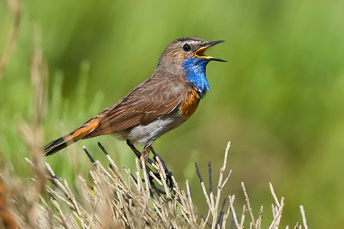 singendes Blaukehlchen
